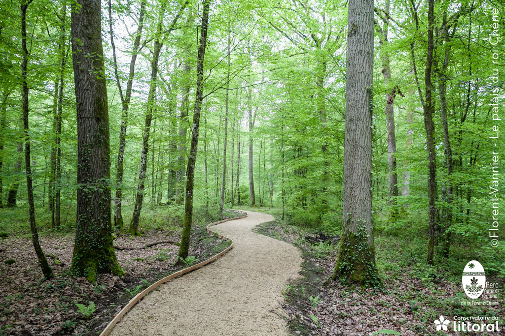 Photo du sentier qui ondule entre les arbres, et est très légèrement en surépaisseur pour éviter d'endommager les systèmes racinaires des arbres en décaissant le sol à minima.